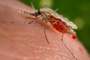 Conmemoran Día Mundial del Paludismo