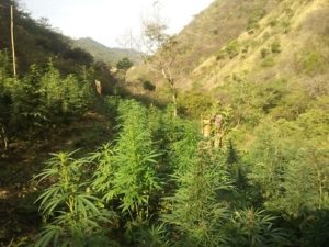 Localizan tres plantíos de marihuana en Miahuatlán