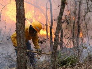 Alarmantes los incendios forestales en Oaxaca