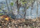 Atienden incendio forestal en Amuzgos