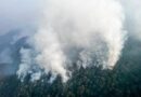 Prácticas agrícolas han originado 94% de incendios forestales