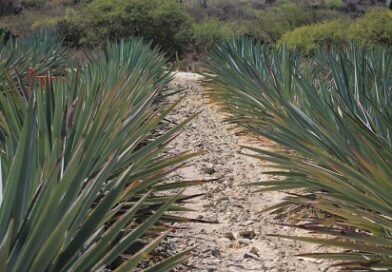 Auge del mezcal acelera deterioro ambiental