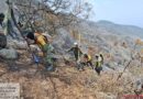 Hay 10 incendios forestales activos en Oaxaca