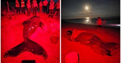 Hallan ballena varada en la Costa oaxaqueña