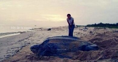 Tras saqueo de huevos de tortuga, inician investigación