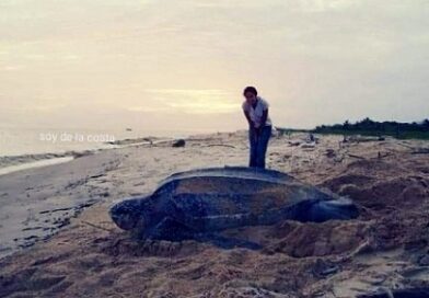 Tras saqueo de huevos de tortuga, inician investigación