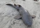 Aparece tiburón en Huatulco