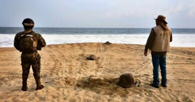 Desovan más de 11 mil tortugas en playa de Oaxaca Desovan más de 11 mil tortugas en playa de Oaxaca