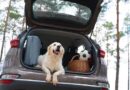 Viajar con mascotas crecerá
