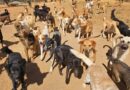 La crisis detrás de “Patitas Felices” Oaxaca La crisis detrás de “Patitas Felices” Oaxaca