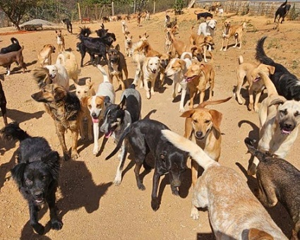 La crisis detrás de “Patitas Felices” Oaxaca La crisis detrás de “Patitas Felices” Oaxaca