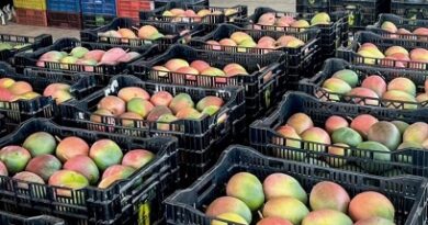 Oaxaca registró crecimiento en comercio