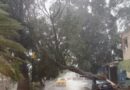 Sucumben árboles ante la lluvia y el viento Sucumben árboles ante la lluvia y el viento