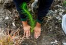 Vida y esperanza con Reforestación en la zona chocho-mixteca Vida y esperanza con Reforestación en la zona chocho-mixteca
