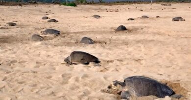 Vigilan arribazón de tortugas en Oaxaca Vigilan arribazón de tortugas en Oaxaca